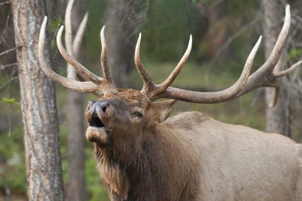 Canada, Alberta, Jasper NP Bull elk bugling